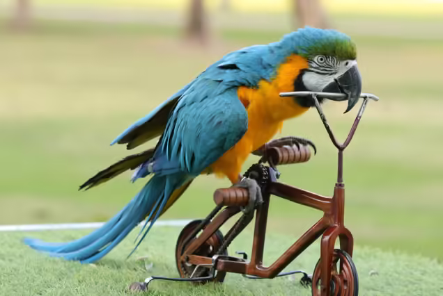 Bird Show at Dubai Creek Park